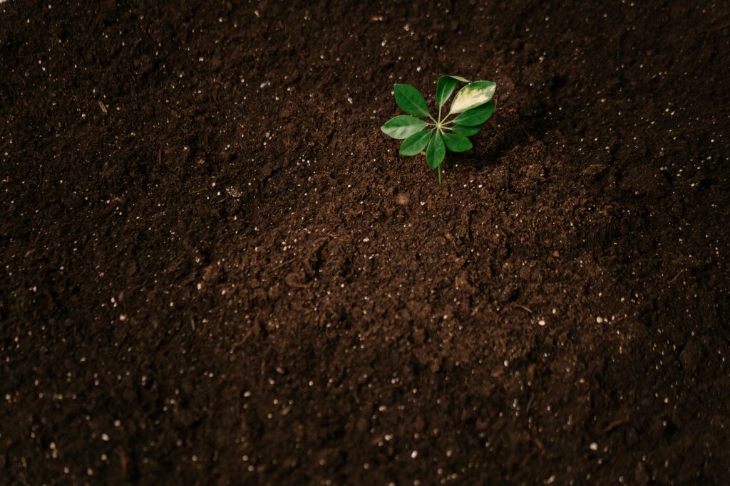 A small green plant sprouts from dark, rich soil, symbolizing new growth and potential.